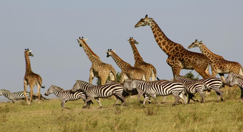 maasai mara